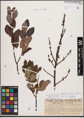 Salix bicolor Ehrh. ex Willd.